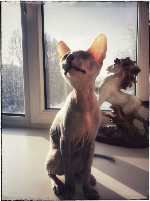 Donskoy Sphinx Prokhor 5 months - My, Grow, Don Sphynx, sphinx cat, Longpost, cat, Sphinx