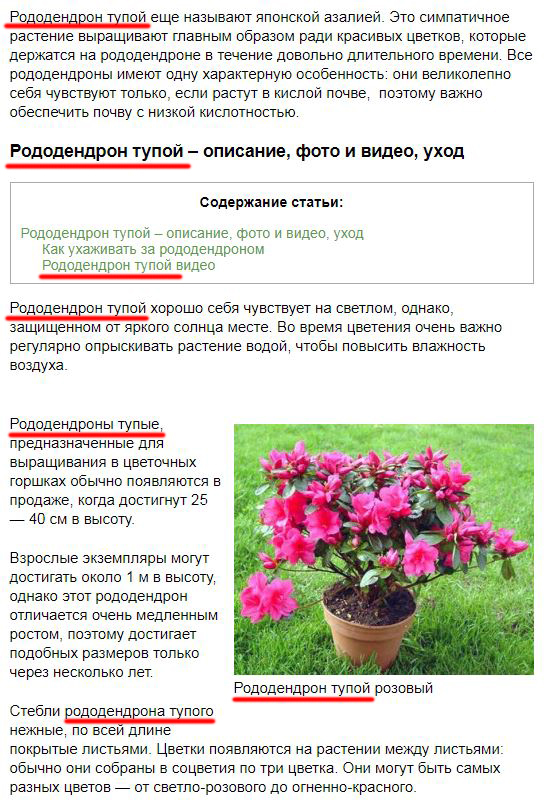 Rhododendron Dull - Stupid, Plants, Rhododendron, Azalea, Name, Stupidity