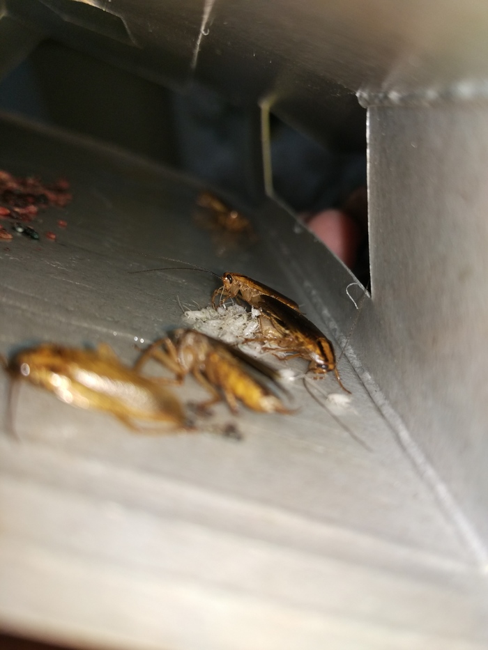 The cockroach gave birth right in the sticky trap - My, Cockroaches, , Abomination