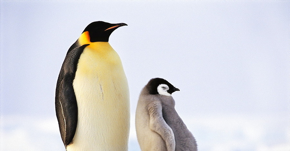 Penguin. Императорский Пингвин Aptenodytes forsteri. Императорский Пингвин в Антарктиде. Пингвины Королевские Императорские. Королевский Пингвин в Антарктиде.