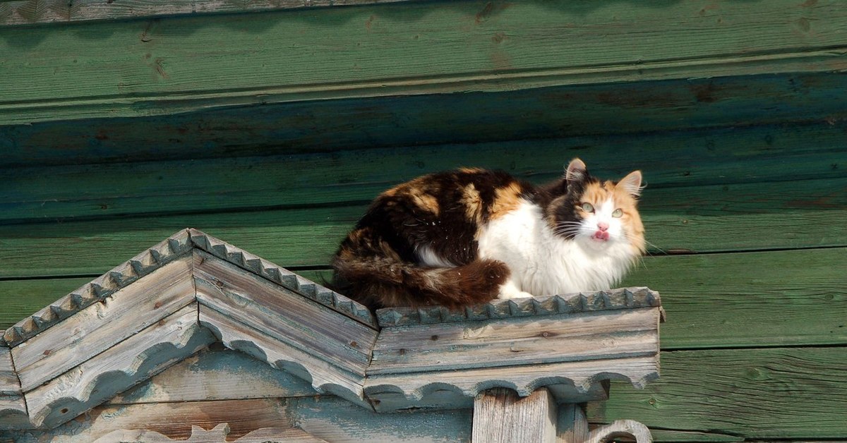 Котенок села. Деревенская кошка. Котята в деревне. Кошка Сибирская в деревенском доме. Котики в деревне.