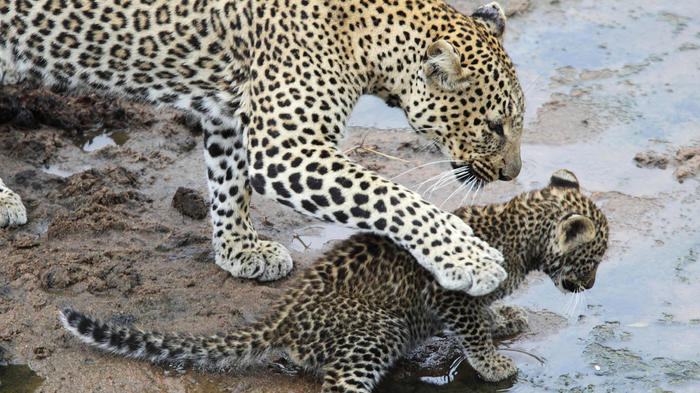 Be careful baby. - Leopard, Young, Animals, Carefully, Baby, Milota