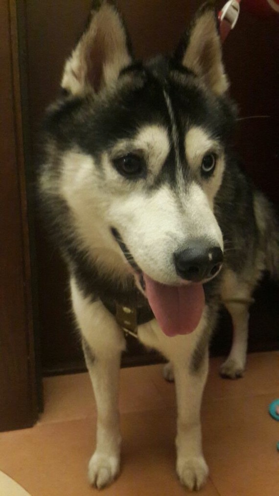 Husky dog ??found. St. Petersburg - My, Saint Petersburg, Lost, The dog is missing, Dog