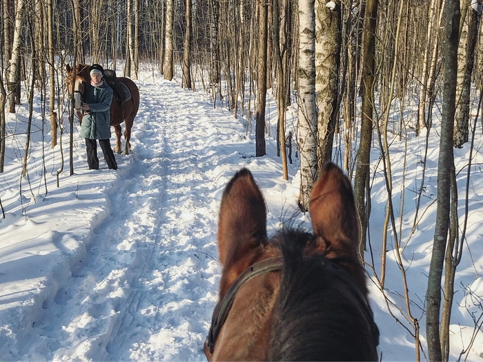 Equestrian Club Zapovedny - My, Horses, Stable, Saint Petersburg, Longpost