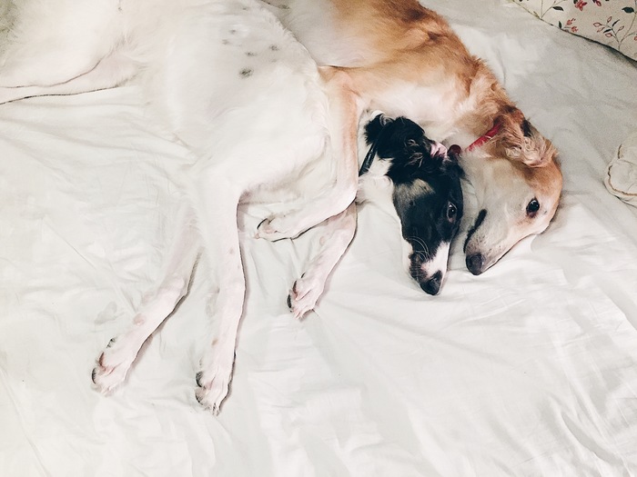 Happy Valentine's Day. - My, The 14th of February, Hugs, Russian Greyhound, Dog, Greyhound