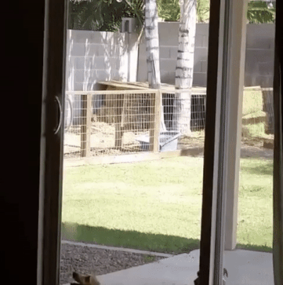 How? How did she come to this? - GIF, Dog, Door