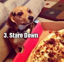 The Four Stages of Pizza Negotiation - 9GAG, Translation, Dog, Pizza