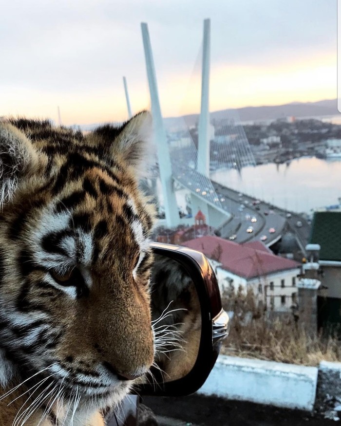 Vladivostok - Vladivostok, Tiger, 
