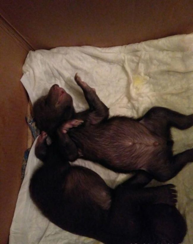 Live bears - in a trash can?! Muscovite found near the house a box with blind clubfoot crumbs! - Wild animals, The Bears, The rescue, Animals, Video, Longpost