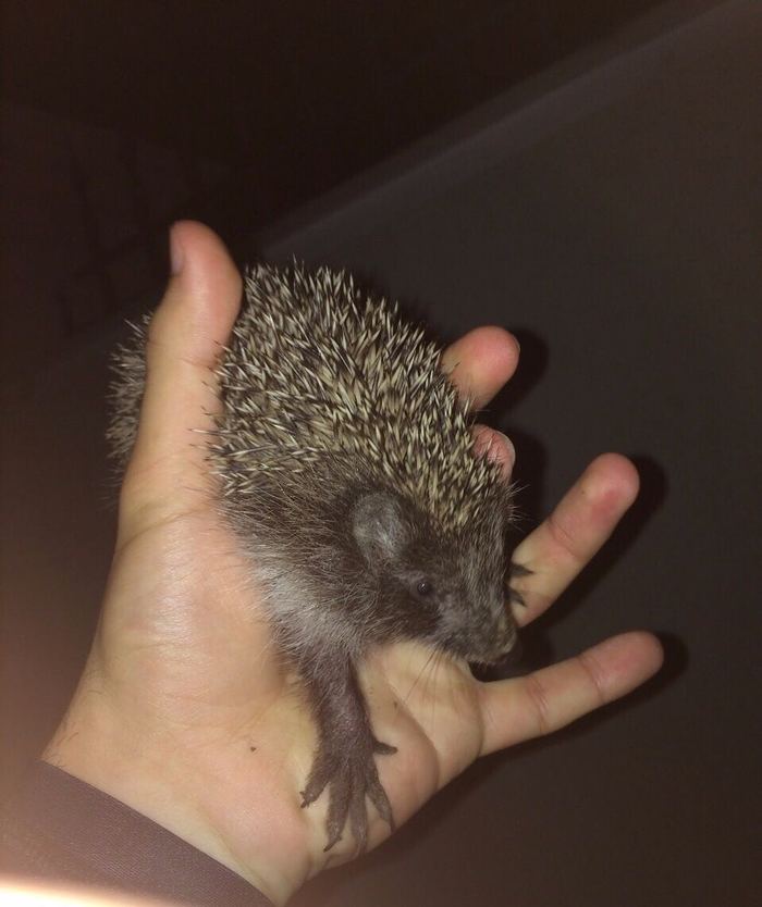 One evening - My, Hedgehog, Night, 