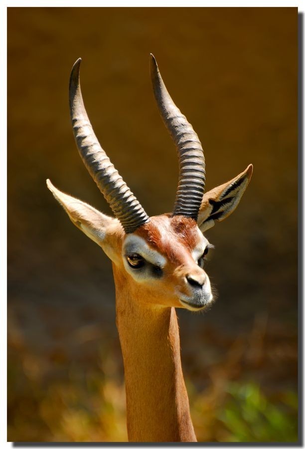 Gerenuk - Animals, Africa, Nature, The photo, Giraffe Gazelle, Longpost