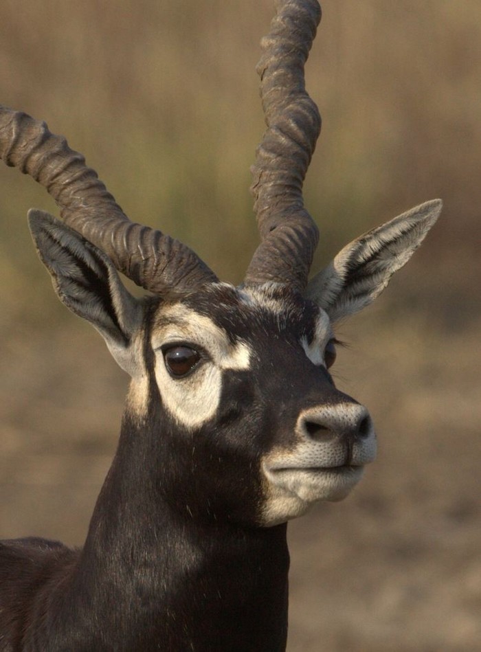 Garna - Garna, Antelope, India, Animals, The photo, Nature, Longpost