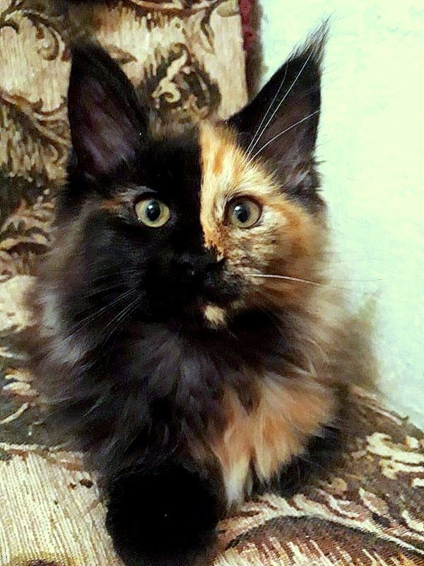 Maine Coon cats! Matryoshkas! - cat, Kittens, Maine Coon, My, Longpost