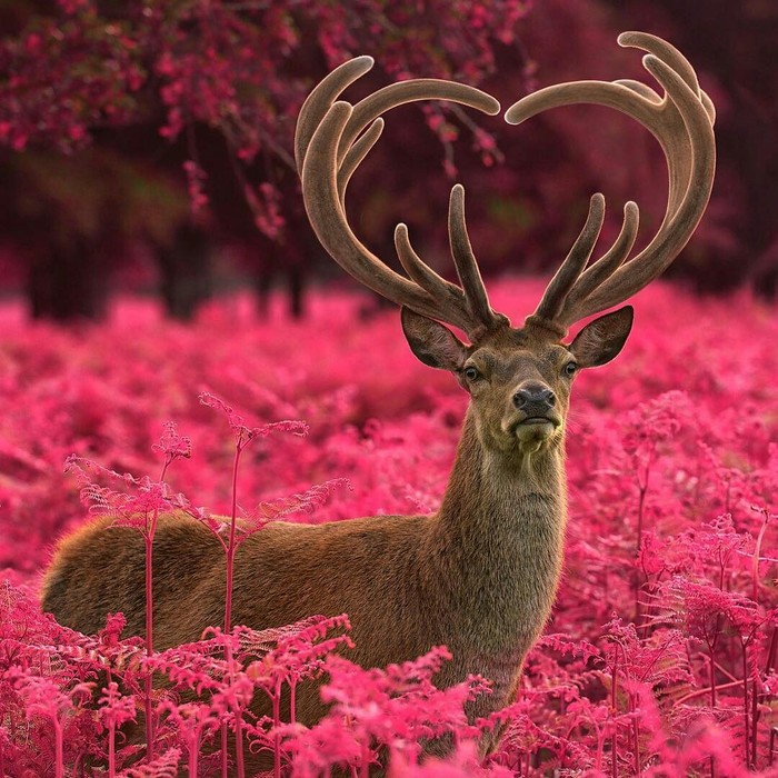 Rare animals. - Animals, Milota, Heart, Deer, Deer