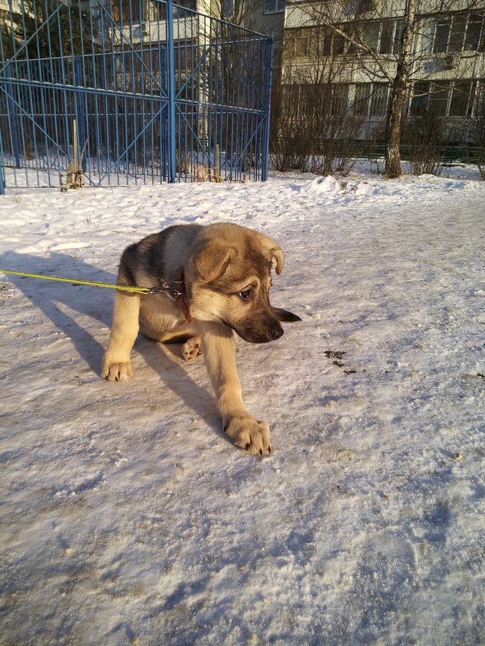 The puppy was thrown out into the cold. We urgently need to find a new home! - My, Dog, Found a dog, Dogs and people, Animals, Pets, In good hands, Pet, Moscow, Longpost, 
