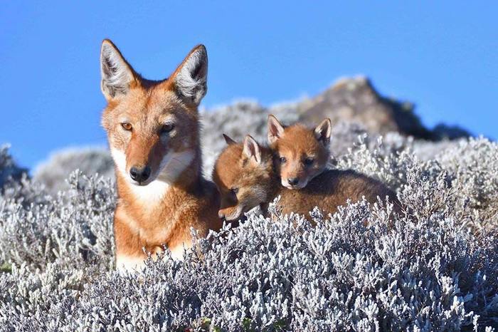 Ethiopian wolf and his puppies. - Ethiopian Jackal, Wolf, Young