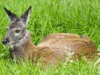 Musk deer - Musk deer, Russia, Animals, The photo, Longpost