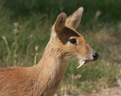 Musk deer - Musk deer, Russia, Animals, The photo, Longpost