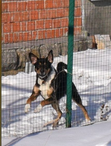 Шок! В Нижегородской области обнаружена чупакабра... - Моё, Чупакабра, Мистика, Ссобака