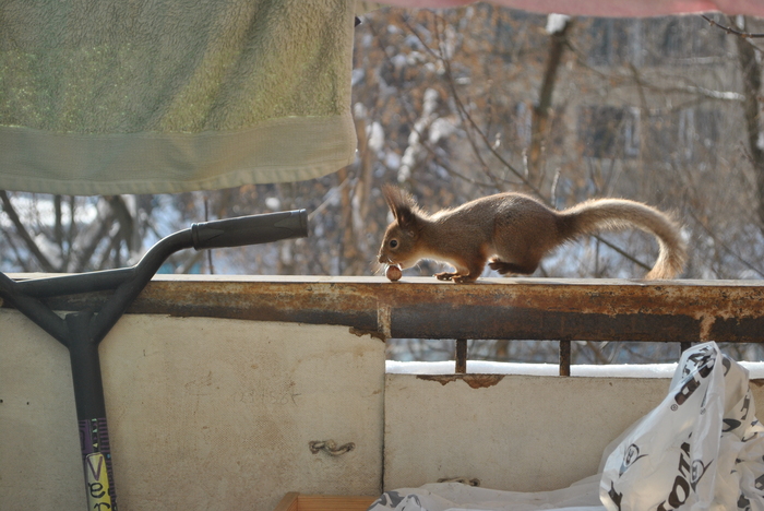 I feed a squirrel. - My, Squirrel, 