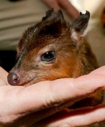 pygmy antelope - Animals, The photo, , Longpost