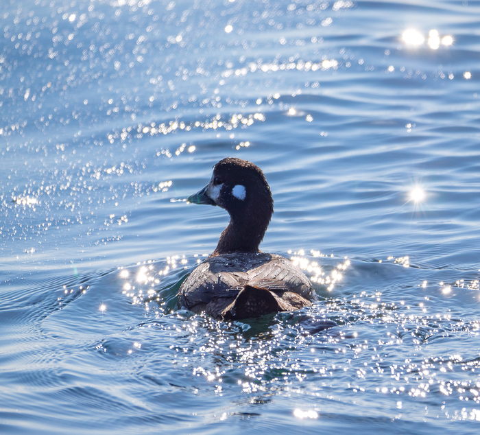 A small walk along the island. Russian - My, Birds, , Eagle, Accentor, , Merganser, Russian island, Photo hunting, Longpost