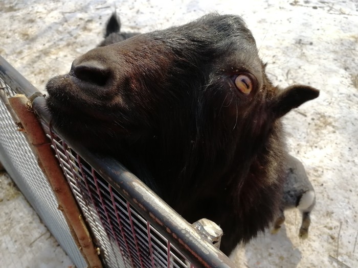 Because he is black - My, Goat, Safari Park