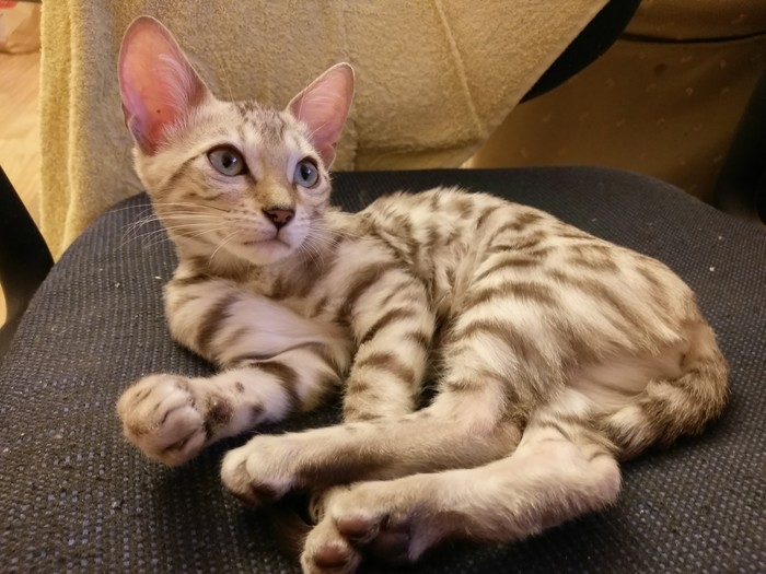 snow bengal - Pets, Animals, Azura, bengal, Bengal cat, cat, My, Longpost