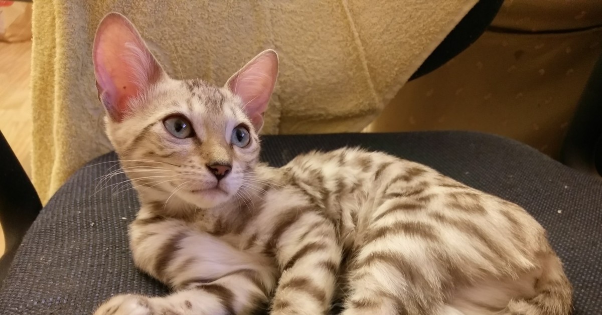 Снежный бенгальский кот