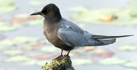 Saved a bird (sea story) - My, Marine, Birds, , Marine stories, Murder, Sailors, Tern