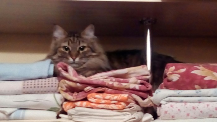 Closet inspection - My, , , cat