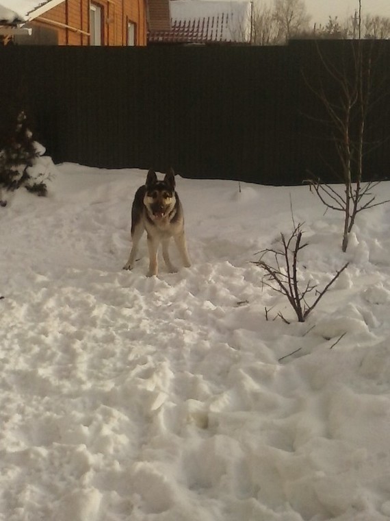 Here comes the first year - My, Dog, East European Shepherd, First year, Longpost