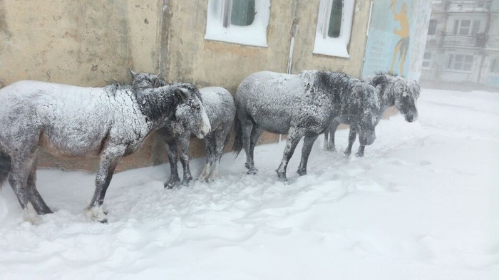 Horses on Kunashir Island (Kuril Islands) 18.02.18 - My, White walkers, Horses, The photo