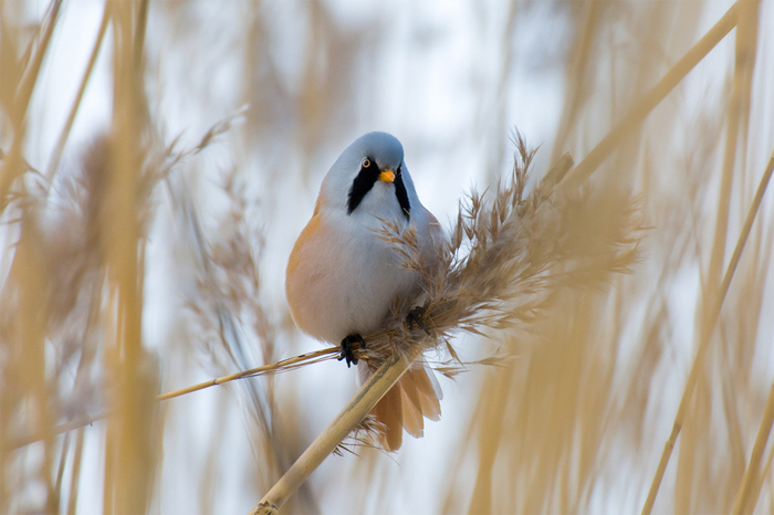 Whiskered tits - My, Birds, Tit, The photo, , Nikon, Longpost