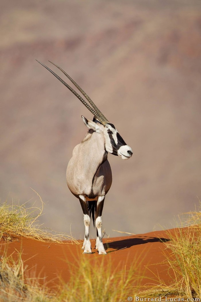 oryx - Oryx, Animals, The photo, Longpost