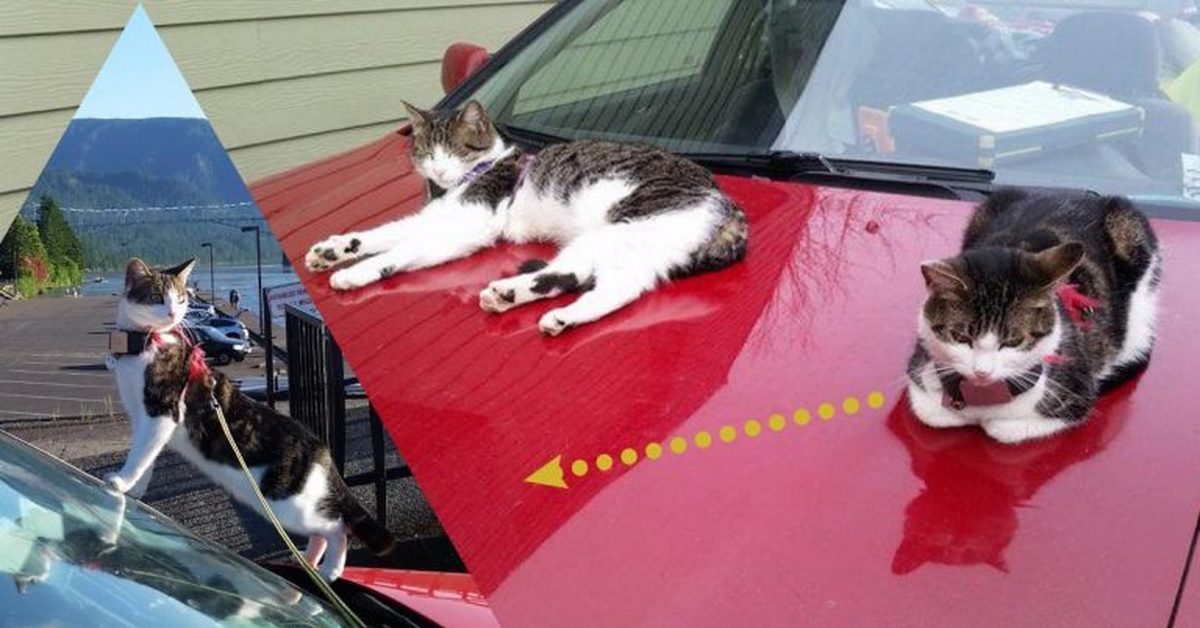 Кошка на капоте. Кот на капоте. Коты на капоте. Кот на капоте машины. Котенок на капоте машины.