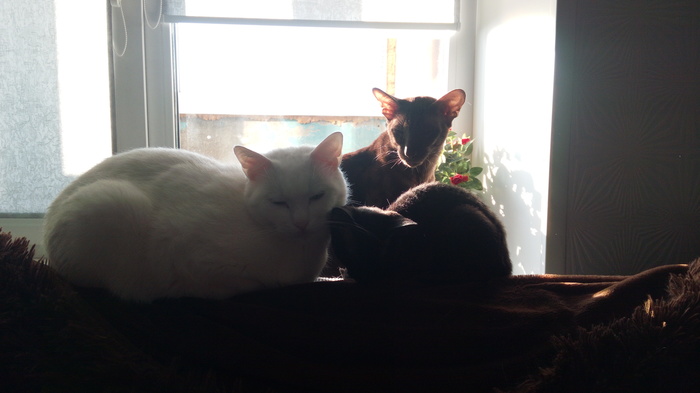 My homemade couch potatoes - My, cat, , Milota, Longpost