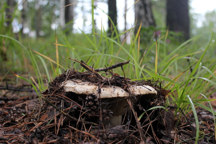 Competition? - My, The photo, beauty of nature, The nature of Russia, Camping, Nature, Competition, Mushrooms, Mushroom pickers, Longpost