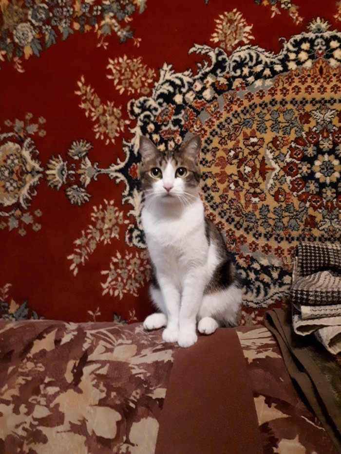 carpet cat - My, Catomafia, cat, Carpet, Semenych