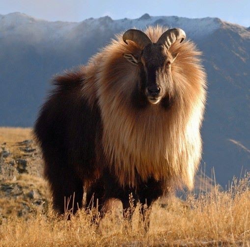 Himalayan tahr - Tar, Animals, The photo, Longpost