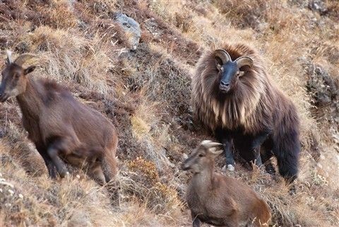 Himalayan tahr - Tar, Animals, The photo, Longpost