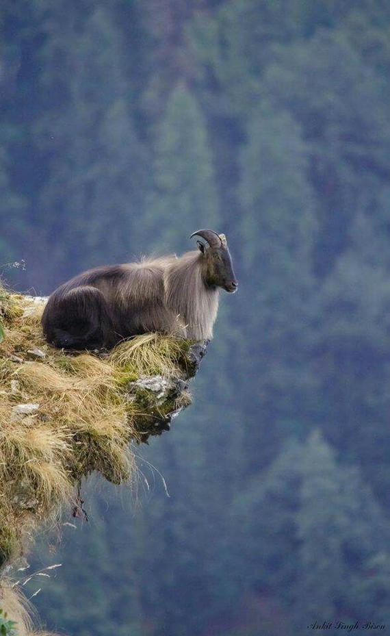 Гималайский тар - Тар, Животные, Фотография, Длиннопост