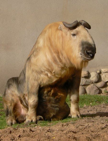 Takin - Animals, The photo, Longpost