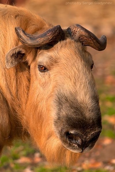 Takin - Animals, The photo, Longpost