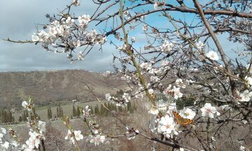 Butterfly on an almond tree. - My, Spring, Butterfly, Almond, Crimea