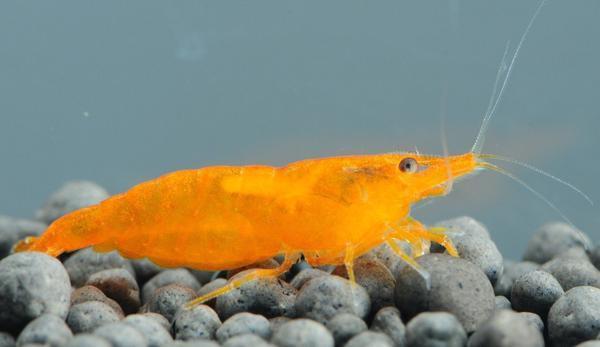 A little about shrimp - Shrimps, Aquarium, , Longpost