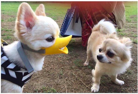 original muzzle - Muzzle, Dog, Spitz, Duck