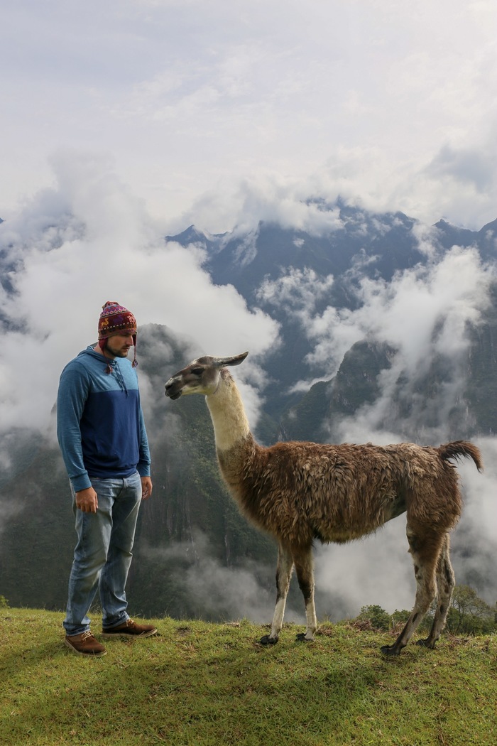 Do you know this animal? - My, Peru, Machu Picchu, Longpost, Llama, The photo