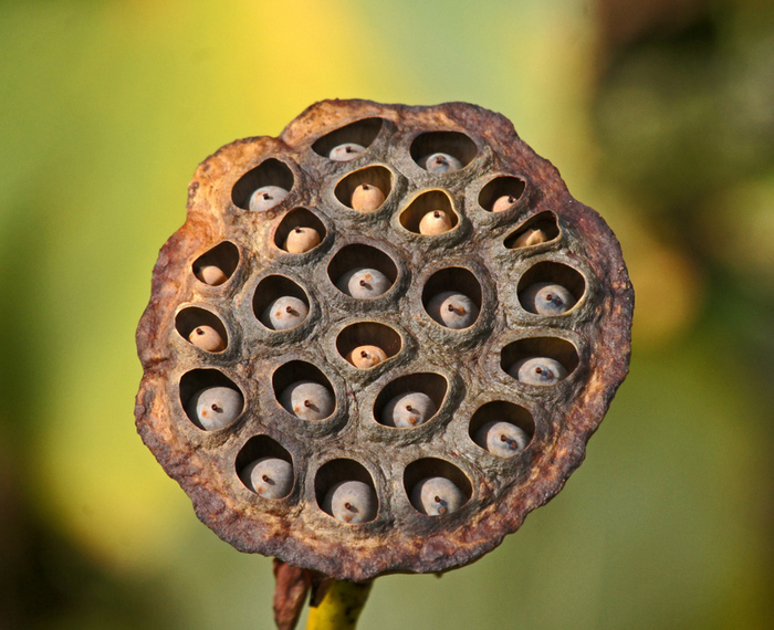 Lotus box looks straight into the soul - Plants, Bloodborne, The photo, Unusual, Trypophobia, 