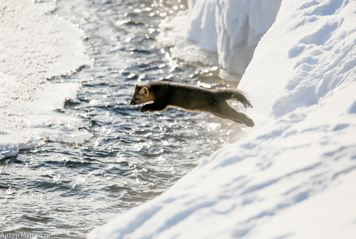 Barguzinsky sable - 4. Crossing, crossing ...) - Barguzin Nature Reserve, Artur Murzakhanov, Longpost, Animals, Sable